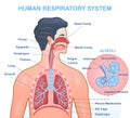 Human Respiratory System Anatomy