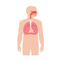 Human respiratory system anatomy