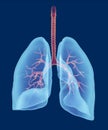 Human respiratory system 3d render
