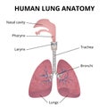 Human respiratory system