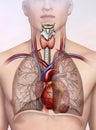 Human respiratory system illustration