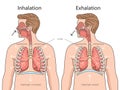 Human Respiratory System Inhalation and Exhalation