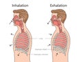 Human Respiratory System Inhalation and Exhalation