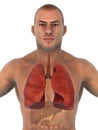 Human Respiratory System