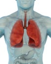 Human Respiratory System