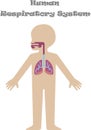 Human respiratory system for kids