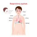 Human respiratory system for kids Royalty Free Stock Photo