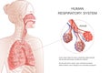 Human Respiratory System, lungs, alveoli. Vector Anatomy illustration.