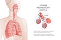 Human Respiratory System, lungs, alveoli. Vector Anatomy illustration. Royalty Free Stock Photo
