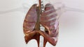 Human Respiratory System Lungs Anatomy Animation Concept. visible lung, pulmonary ventilation, trachea, Realistic high quality