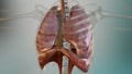 Human Respiratory System Lungs Anatomy Animation Concept. visible lung, pulmonary ventilation, trachea, Realistic high quality