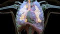 Human Respiratory System Lungs Anatomy Animation Concept. visible lung, pulmonary ventilation, trachea, Realistic high quality