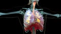 Human Respiratory System Lungs Anatomy Animation Concept. visible lung, pulmonary ventilation, trachea, Realistic high quality