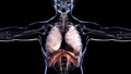 Human Respiratory System Lungs Anatomy Animation Concept. visible lung, pulmonary ventilation, trachea,