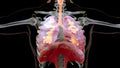 Human Respiratory System Lungs Anatomy Animation Concept. visible lung, pulmonary ventilation, trachea, Realistic high quality