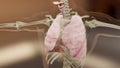 Human Respiratory System Lungs Anatomy Concept. visible lung, pulmonary ventilation, Realistic high quality, 3d render