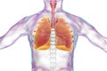 Human respiratory system, lungs, trachea, larynx and male body silhouette with skeleton