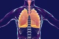 Human respiratory system, lungs, trachea, larynx and male body silhouette with skeleton