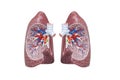 Human respiratory system model is show Lungs. Human physical model for education of anatomy.3D Render Medical lung inner structure Royalty Free Stock Photo