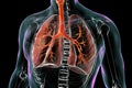 Anatomy of human respiratory system, 3D illustration