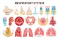 Human respiratory sytem. Nose, trachea, lungs and alveoli. Respiratory system