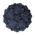 Human Rhinovirus Royalty Free Stock Photo