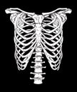 Human ribcage hand drawn line art anatomically correct. White over black background vector illustration. Print design for t-shirt