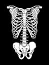 Human ribcage hand drawn line art anatomically correct. White over black background vector illustration. Print design for t-shirt Royalty Free Stock Photo