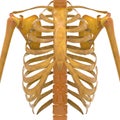 Human Ribs with Scapula Bones Royalty Free Stock Photo