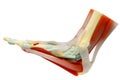 Human right foot muscles anatomy isolated with clipping path.