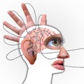 Human`s brain profile, Connected to Five Senses