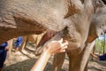 Human`s hand feeding elephant in the jungle