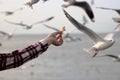 Human`s hand feeding seagulls on the seaside background. Royalty Free Stock Photo