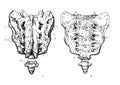 Human sacrum