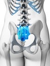 Human sacrum Royalty Free Stock Photo