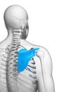 Human scapula Royalty Free Stock Photo