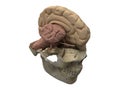 Human scull, brain hemisphere and cerebellum Royalty Free Stock Photo