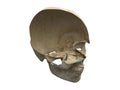 Human scull diagonal section Royalty Free Stock Photo