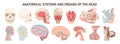 Human scull different anatomical systems organs and structures.