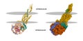 Human secretin (light green) receptor (light brown) Gs complex with a putative membrane shown