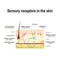 Human sensory system in the skin.