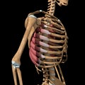 Human serratus anterior muscles on skeleton Royalty Free Stock Photo