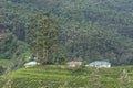 Human settlements in the tea estates of Munnar,Kerala,India