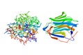 Human sex hormone-binding globulin (SHBP). Crystal structure and molecular model. Rendering based on protein