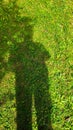 Human shadow on vibrant green grass in sunlit garden Royalty Free Stock Photo