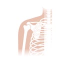 Human shoulder joint anatomy.