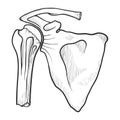 Human shoulder joint icon, medicine and healthcare concept
