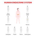 Human silhouette with endocrine glands. icons set Royalty Free Stock Photo