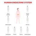 Human silhouette with endocrine glands. icons set