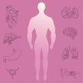 Human Silhouette and Group of Hand Drawn Organs Royalty Free Stock Photo